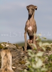 46 Windhund-Trio